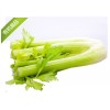 芹菜價格多少錢，眾合芹菜售貨點——芹菜批發(fā)