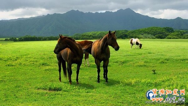 電商海報(bào)，設(shè)計(jì)淘寶女包主題海報(bào)