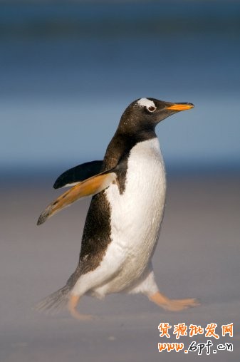 電商海報(bào)，設(shè)計(jì)淘寶女包主題海報(bào)