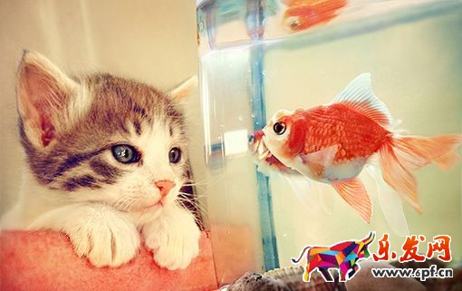 小賣家年底其實是流量紅利,千萬別放松!